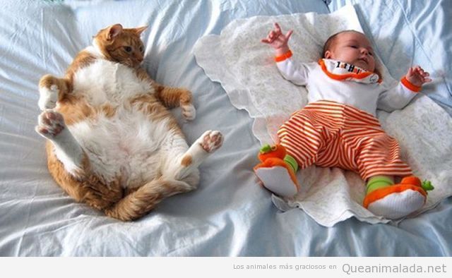 Foto de un bebé y un gato gordo gracioso