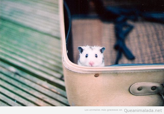 Hamster bonito y gracioso dentro de una maleta