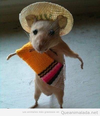 Hamster vestido o disfrazado con sombrero y poncho mexicano