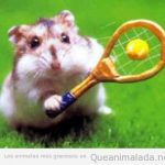 Hamster con una raqueta de tenis