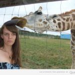 Cuidado cuando te haces fotos al lado de jirafas...