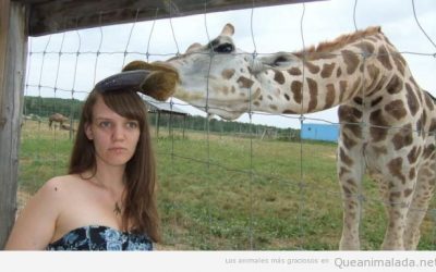 Cuidado cuando te haces fotos al lado de jirafas…