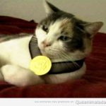 Mi gato ya tiene una medalla de oro...