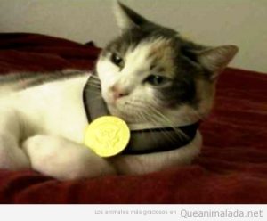 Gato gracioso con una medalla de oro