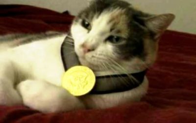 Mi gato ya tiene una medalla de oro…
