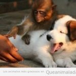 Foto divertida de un mono que no deja que un hombre toque a un perro