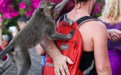 Monos capullines que trollean a turistas…