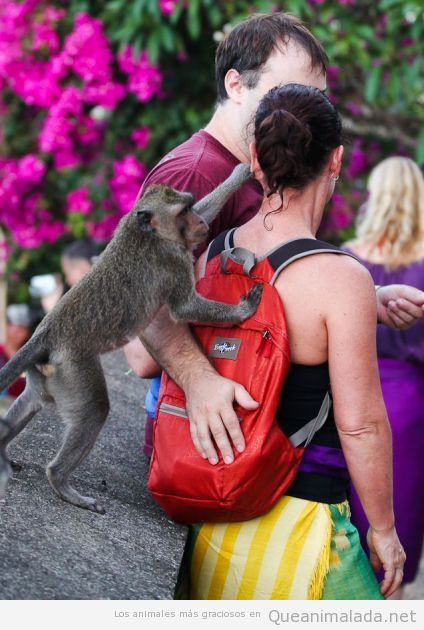 Mono troll le tira de la oreja a una turista