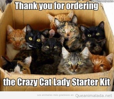 Foto graciosa de muchos gatos dentro de una caja