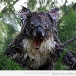 Foto graciosa de un koala mojado que parece un monstruo