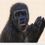 Foto graciosa de un gorila dando aplausos
