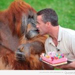 Orangután con un pastel de 50 cumpleaños