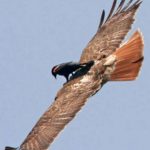 Pájaro posado encima de un águila en pleno vuelo