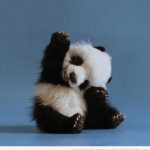 Foto de un bebé panda saludando de forma graciosa