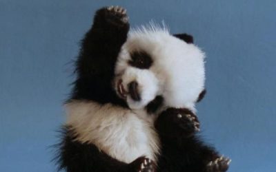 Di «Hola» al panda!