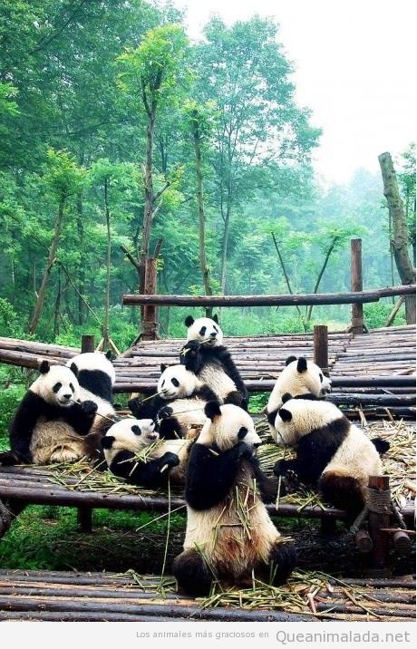 Grupo de pandas comiendo bambú