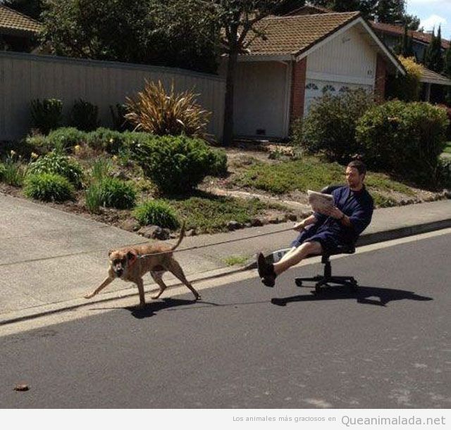 A que tú también has pensado pasear a tu perro así algún día…