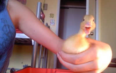 Quiero un pato!