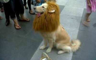 Que sí, que te juro que soy un león