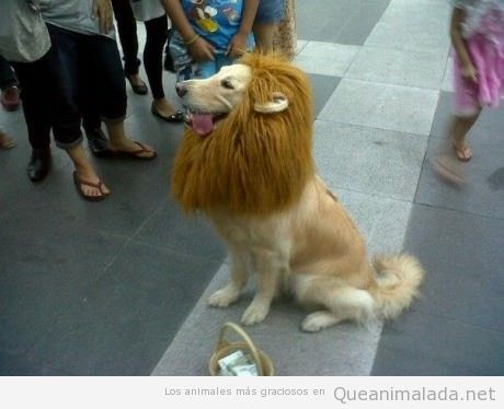 Perro con el corte de pelo y el tinte de un león