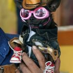 Moddun, un Chihuahua gracioso de 18 meses, vestido como una persona