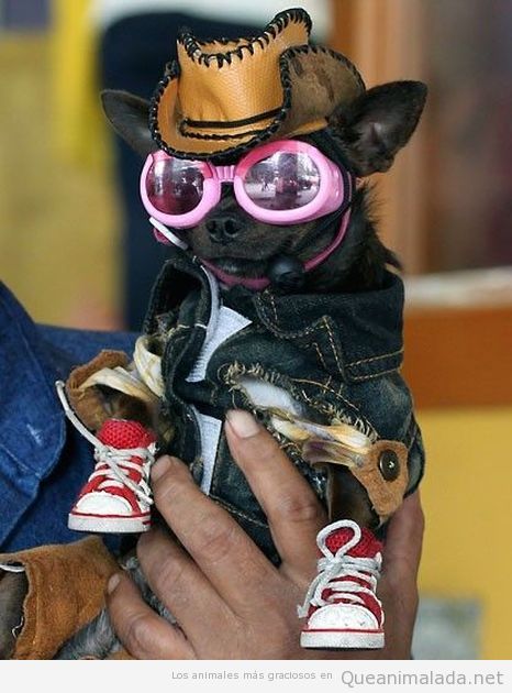 Moddun, un Chihuahua gracioso de 18 meses, vestido como una persona