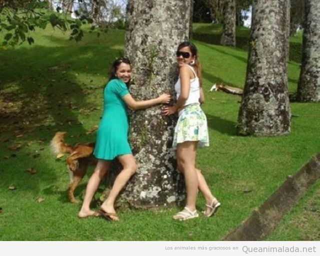 Perro troll mea encima de una chica en un árbol