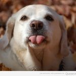 Perro gracioso sacando la lengua
