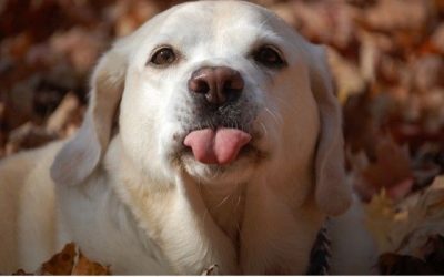 :P