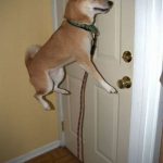Perro campeón de salto de altura cada vez que va a salir a la calle...