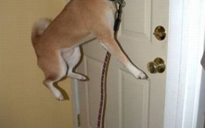 Perro campeón de salto de altura cada vez que va a salir a la calle…