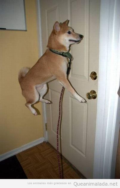 Perro campeón de salto de altura cada vez que va a salir a la calle…