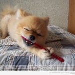 Perro gracioso cepillándose los dientes