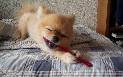 Venga, a cepillarse los dientes y a la cama