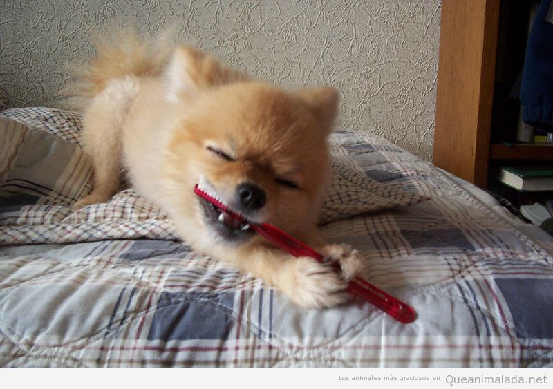 Perro gracioso cepillándose los dientes
