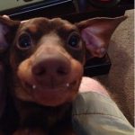 Perro con orejas y dientes parece un vampiro o un murciélago