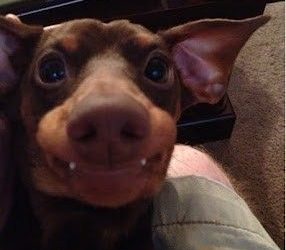 El perro vampiro!