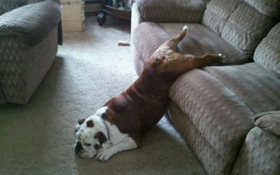 Bufg, hoy tengo perritis aguda…