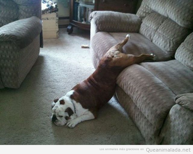 Bull dog vago tumbado entre el sofá y el suelo
