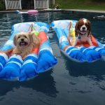 Perros graciosos encima de una colchoneta en la piscina