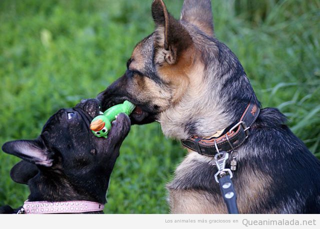 Dos perros se pelean por un juguete de un pato de goma