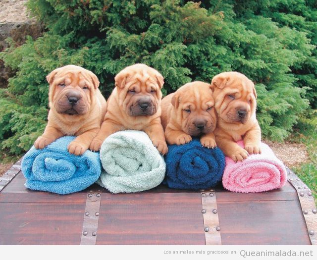 Cuatro perros Shar Pei encima de cuatro toallas