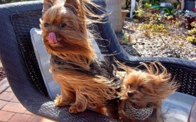 El pelo al viento, nenas