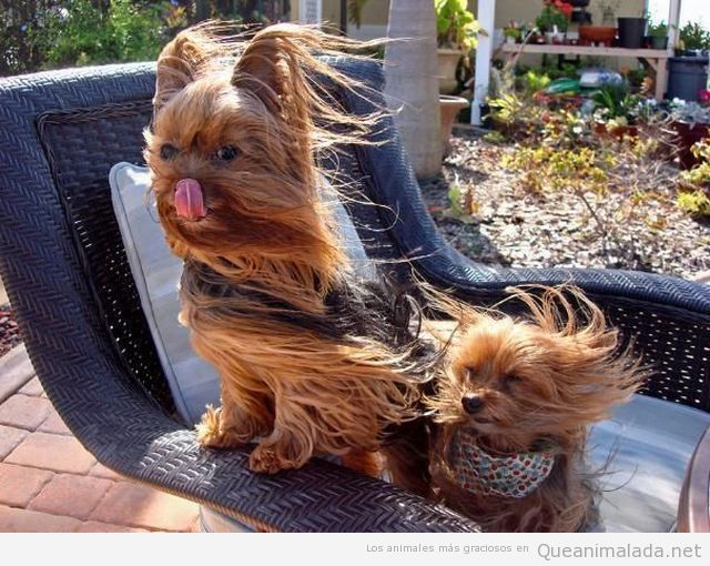 Foto graciosa de dos york shire de pelo largo al viento