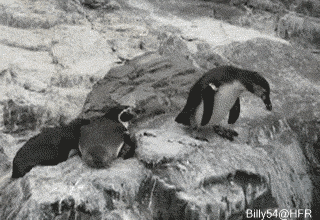 Gif gracioso de un pingüino que empuja a otro