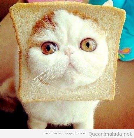 Rebanada de pan de molde con un agujero y la cara de un gato dentro