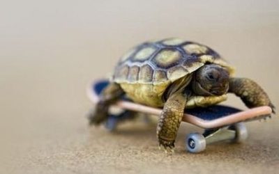 Tortuguita skater