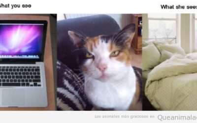 Realidad gatuna Vs Realidad humana