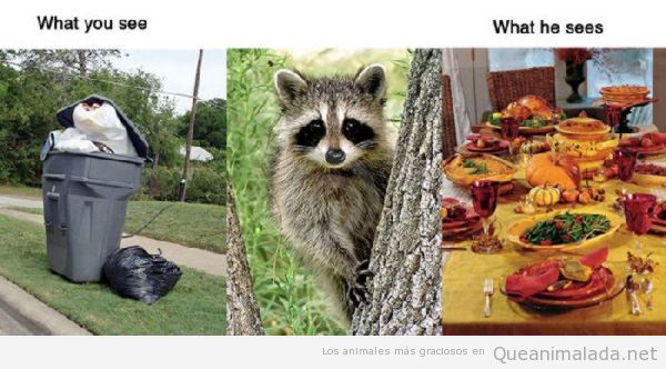 Realidad mapache versus realidad humana, la basura es un banquete