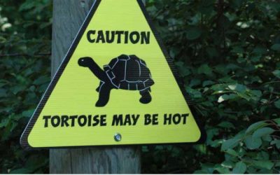 Atención! Las tortugas pueden quemar
